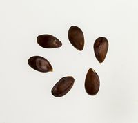 Stark Earliest æblekerner